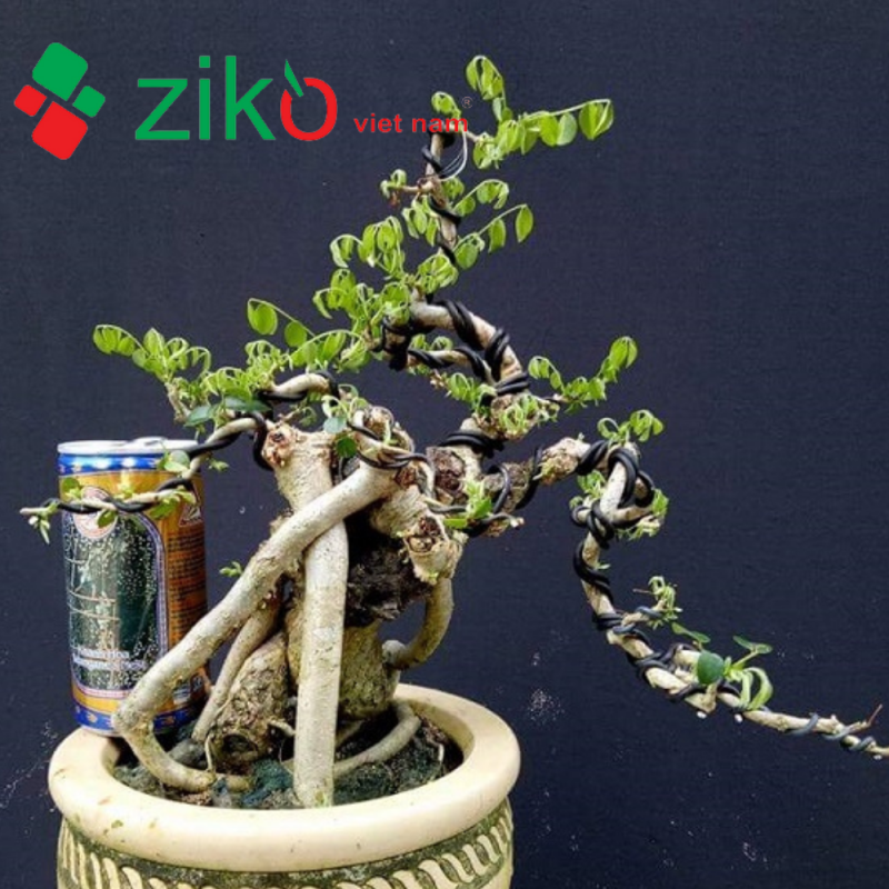 Dây nhôm uốn cây cảnh giá rẻ Hà Nội sỉ lẻ Uy tín chất lượng- 1 Dây nhôm uốn cây cảnh bonsai