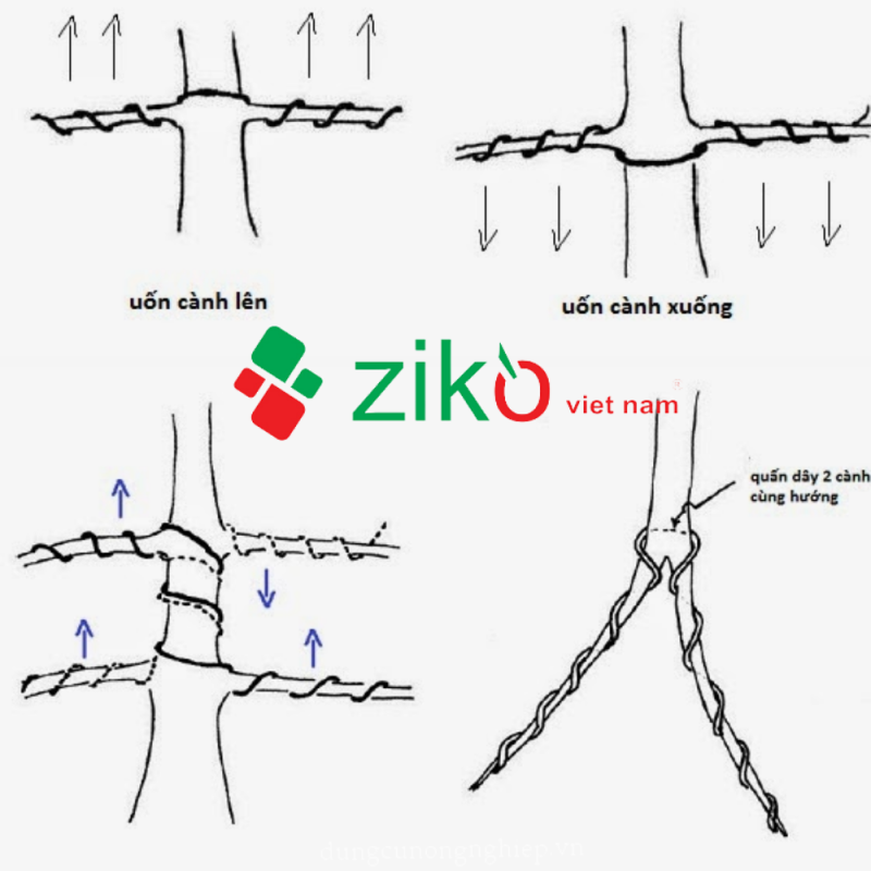 Cách sử dụng dây uốn cây cảnh